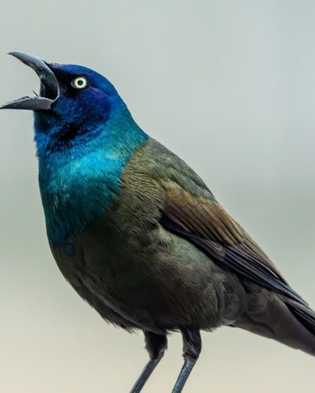 identificar som de animal