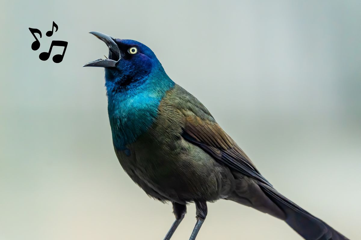 identificar som de animal
